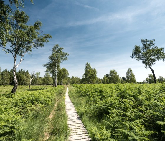 Eifelsteig-2015-073-Struffelt Heide © Eifel Tourismus GmbH, Dominik Ketz, © Eifel Tourismus GmbH, Dominik Ketz