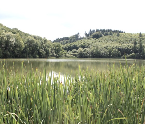 Schilf am Immerather Maar, © GesundLand Vulkaneifel