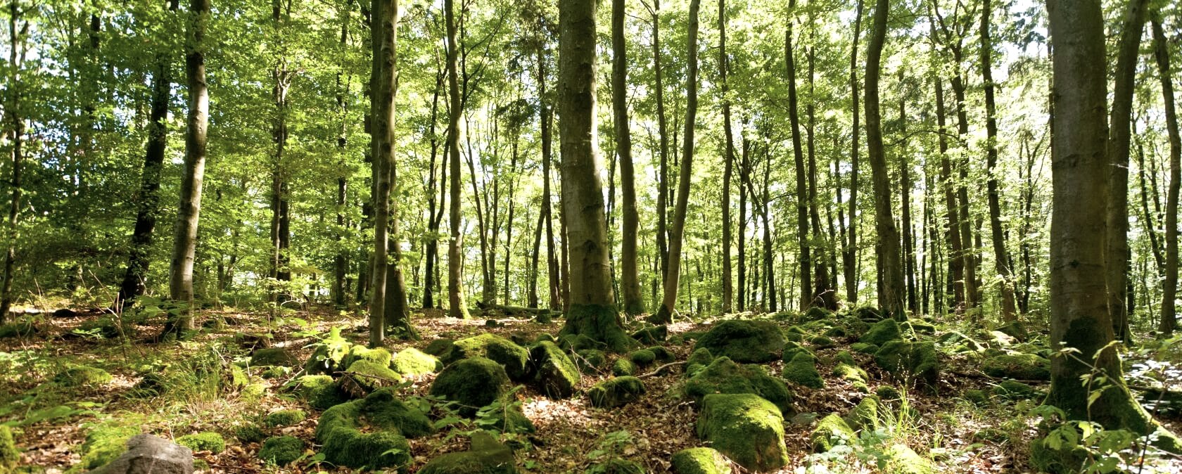 Eifelwald, © Eifel Tourismus/D. Ketz