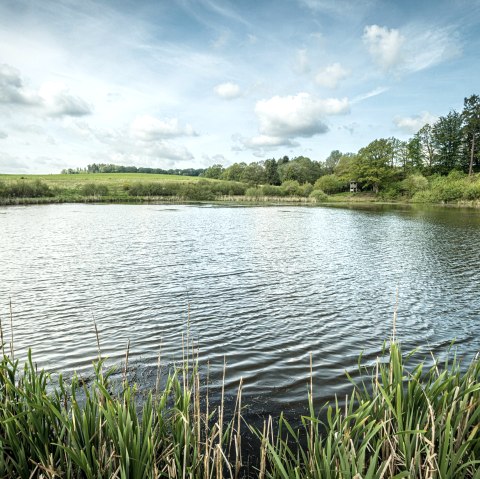 ET-2019-371-Vulcanpfad, Eichholzmaar, © Eifel Tourismus GmbH, Dominik Ketz