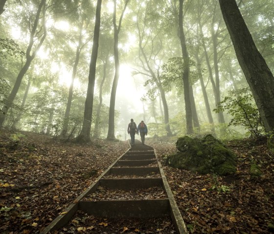 Muße-Pfad: Gerolsteiner Dolomiten Acht, Wald erleben, © Eifel Tourismus GmbH / D. Ketz