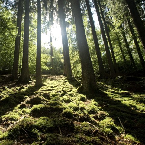 Wanderung durch den Wald der Meulenwaldroute, © Eifel Tourismus GmbH/D. Ketz