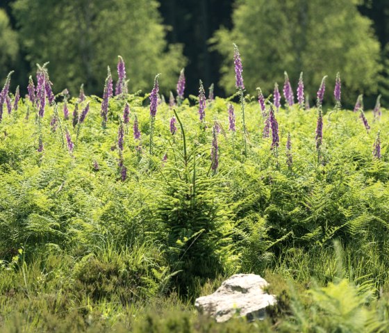 Fingerhut am Wanderweg Struffeltroute, © Eifel Tourismus GmbH/D. Ketz