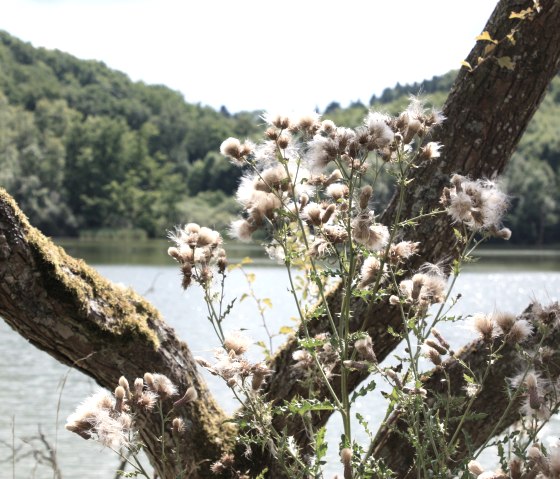 Das Immerather Maar, © GesundLand Vulkaneifel GmbH