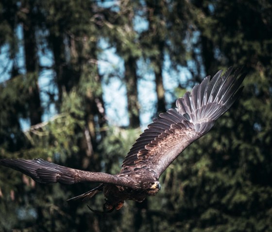 Steinadler in der Greifvogelstation Hellenthal, © Johannes Höhn