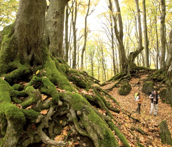 Eifelsteig, Nerotherkopf im Herbst, © Rheinland-PfalzTourismus GmbH - Dominik Ketz