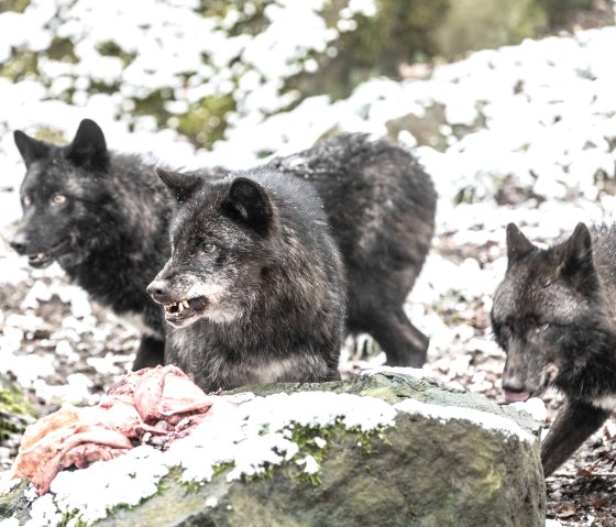 Adler und Wolfspark Wolfsfütterung, © Eifel Tourismus GmbH, Dominik Ketz