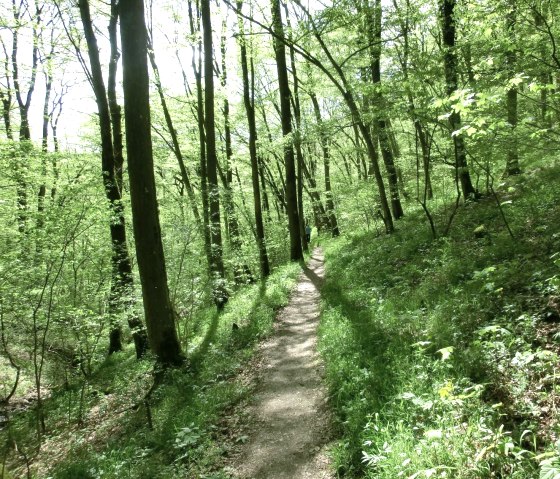 Wanderung durch den Wald am Manderscheider Burgenstieg, © Eifel Tourismus GmbH