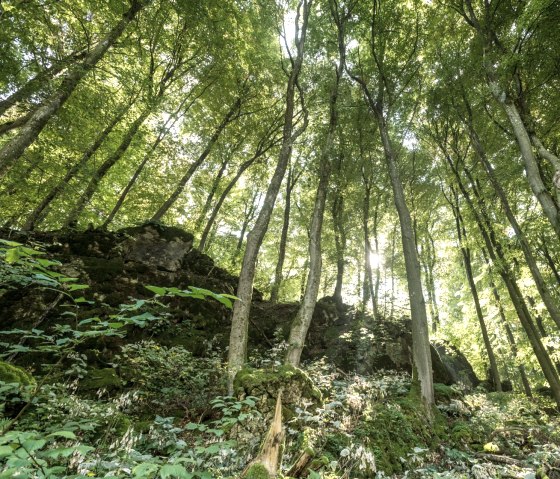 Walderlebnis auf dem Schneifel-Pfad, © Eifel Tourismus GmbH, D. Ketz