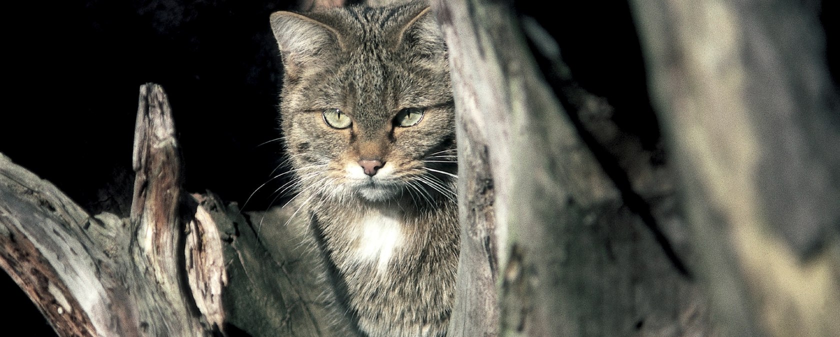 Wildkatzen im Nationalpark Eifel, © H. Grabe