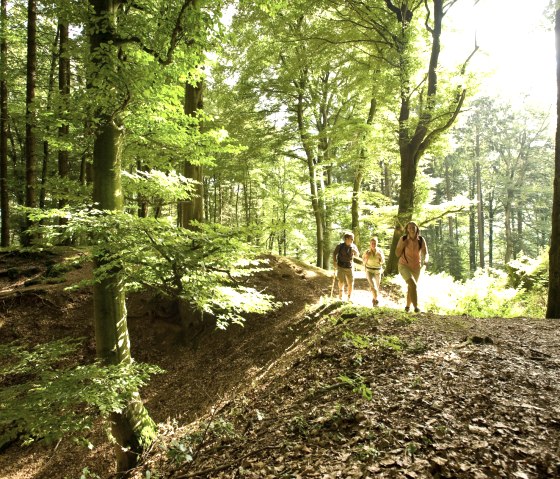 Waldweg auf der Etappe 10 des Eifelsteigs, © Eifel Tourismus/D. Ketz