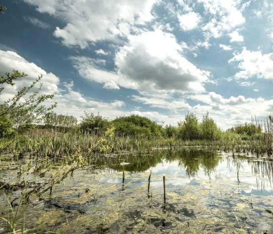 Sangweiher am Muße-Pfad Vulcano-Pfad, © Eifel Tourismus GmbH, D. Ketz