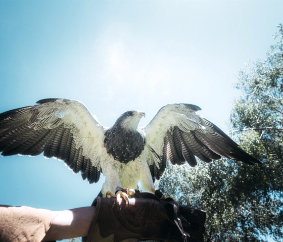 Raubvogel in der Greifvogelstation Hellenthal, © Johannes Höhn