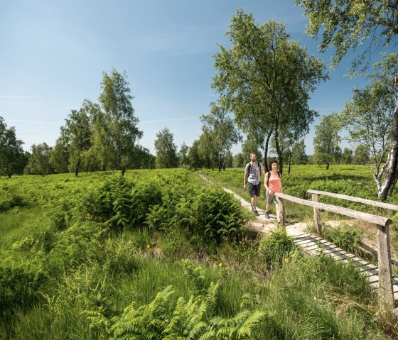 Hike through the Struffelt Heath on the Eifelsteig trail, © Eifel Tourismus/D. Ketz