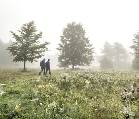 Mystische Stimmung auf dem Munterley Plateau, © Eifel Tourismus GmbH, D. Ketz