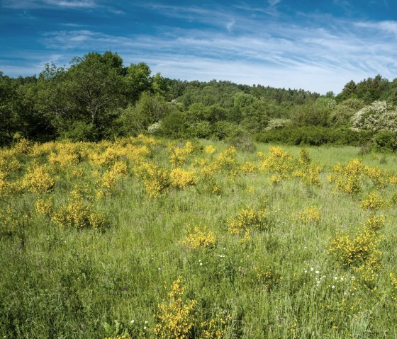 Ginsterblüte auf der Dreiborner Hochfläche, © Stadt Schleiden, D. Ketz