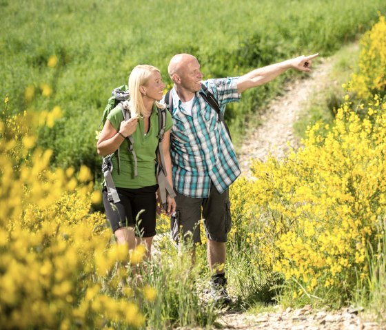 Rur-Olef-Route: Ginsterblüte auf der Dreiborner Hochfläche, © Stadt Schleiden, D. Ketz