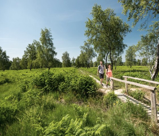 Wandertour auf der Struffelroute: Über Stege durch die Struffelt Heide, © Eifel Tourismus GmbH/D. Ketz