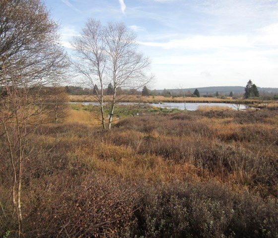 Les Hautes Fagnes en automne