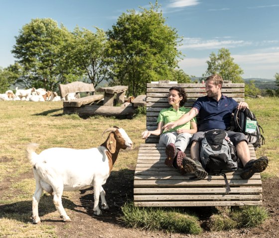 Wanderrast mit Ziege am Weinfelder Maar, © Eifel Tourismus GmbH, D. Ketz