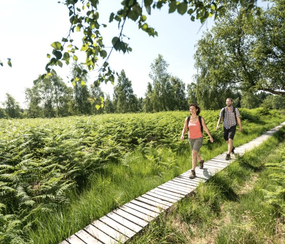 Eifelsteig, Struffelt Heide, © Eifel Tourismus GmbH - Dominik Ketz