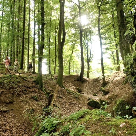 Durch Mischwälder auf der Etappe 9 des Eifelsteigs., © Eifel Tourismus/D. Ketz