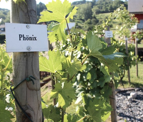 Vignes dans le jardin du bien-être