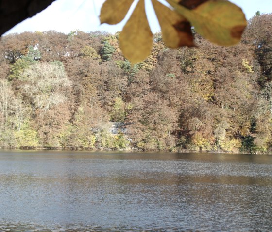 Maar Ulmen in herbstlichen Farben, © GesundLand Vulkaneifel GmbH